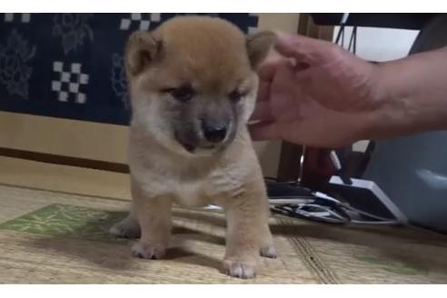 成約済の佐賀県の豆柴-137311の1枚目