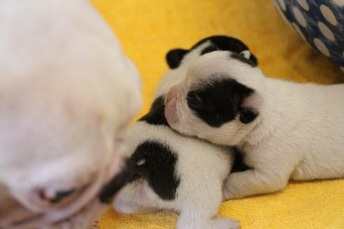 成約済の愛知県のフレンチブルドッグ-136394の28枚目