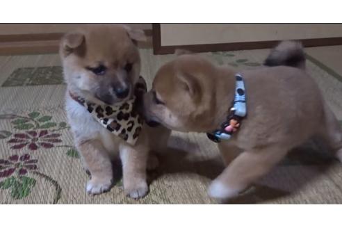 成約済の佐賀県の豆柴-137314の1枚目