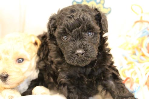 成約済の愛知県のトイプードル-133751の16枚目