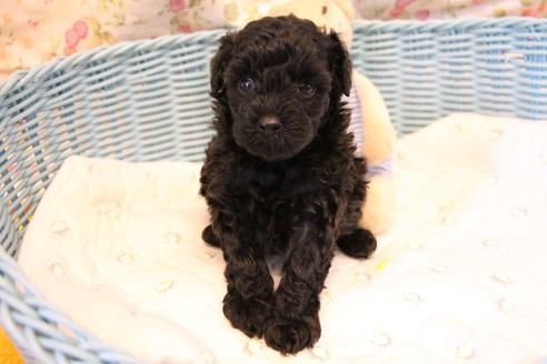 成約済の愛知県のトイプードル-133751の15枚目