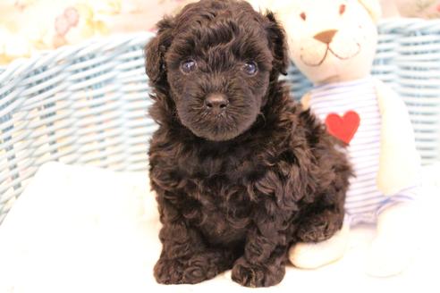 成約済の愛知県のトイプードル-133751の14枚目