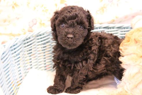 成約済の愛知県のトイプードル-133751の13枚目