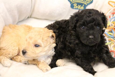 成約済の愛知県のトイプードル-133751の12枚目