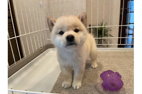 成約済の兵庫県の柴犬-137386