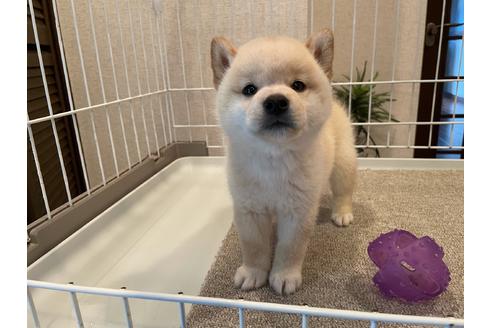 成約済の兵庫県の柴犬-137386の5枚目