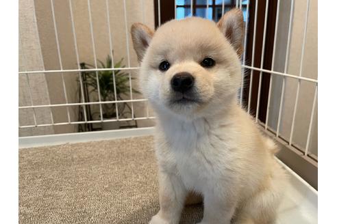 成約済の兵庫県の柴犬-137386の4枚目
