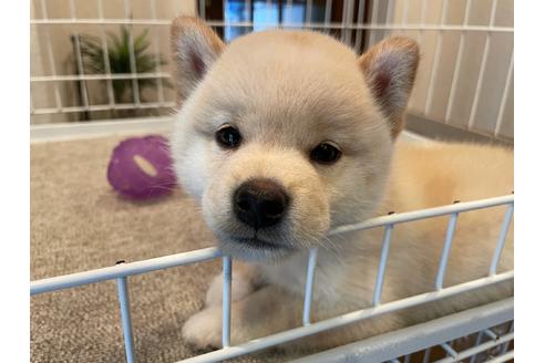 成約済の兵庫県の柴犬-137386の3枚目