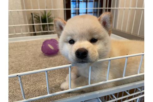成約済の兵庫県の柴犬-137386の2枚目