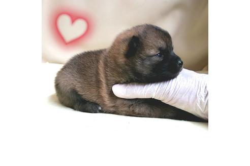 成約済の茨城県のミックス犬-137455の9枚目