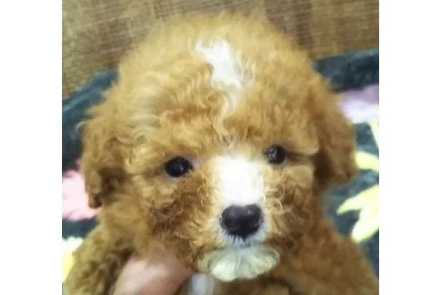 成約済の岐阜県のミックス犬-137465の1枚目