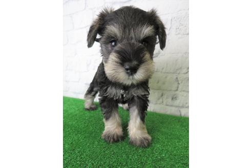 成約済の大阪府のミニチュアシュナウザー-137473の1枚目