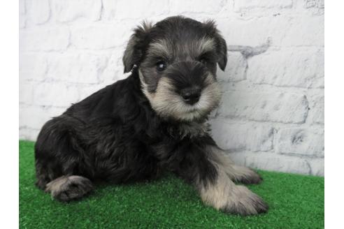 成約済の大阪府のミニチュアシュナウザー-137473の5枚目