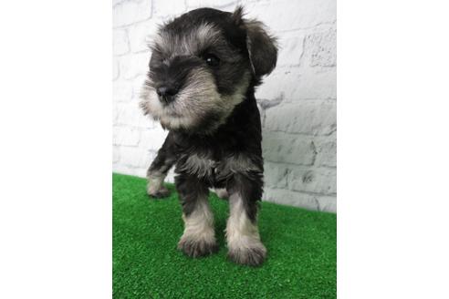 成約済の大阪府のミニチュアシュナウザー-137473の3枚目