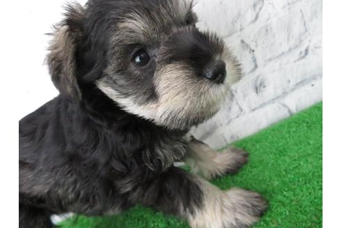 成約済の大阪府のミニチュアシュナウザー-137473の2枚目