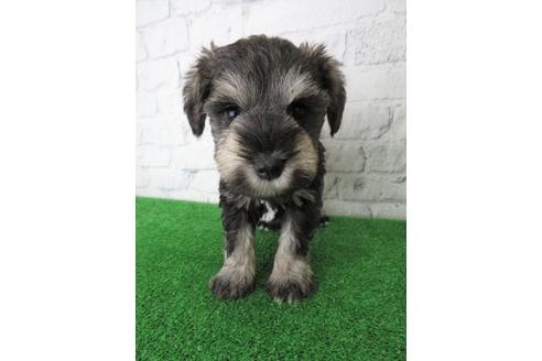 成約済の大阪府のミニチュアシュナウザー-137477の1枚目