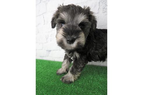 成約済の大阪府のミニチュアシュナウザー-137477の4枚目