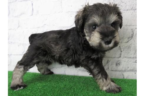 成約済の大阪府のミニチュアシュナウザー-137477の3枚目