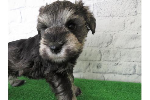 成約済の大阪府のミニチュアシュナウザー-137477の2枚目