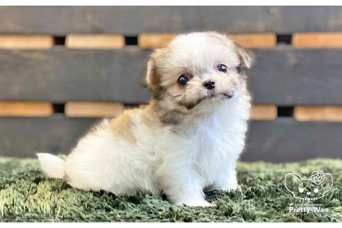 成約済の愛知県のチワマル:チワワ×マルチーズ-137513の4枚目