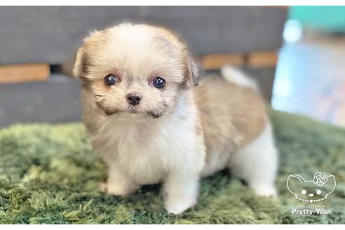 成約済の愛知県のチワマル:チワワ×マルチーズ-137513の5枚目