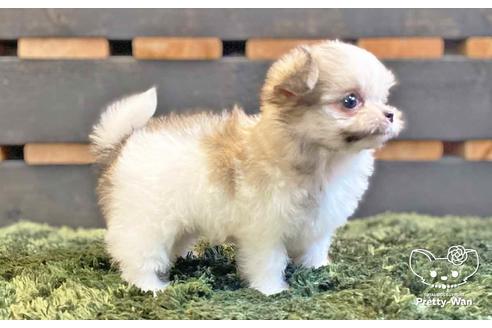 成約済の愛知県のチワマル:チワワ×マルチーズ-137513の6枚目