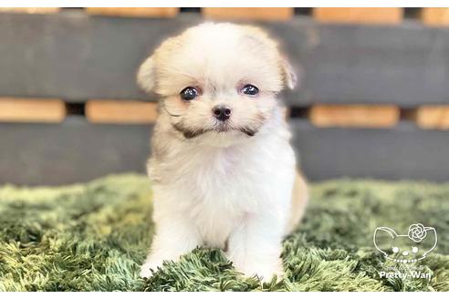 成約済の愛知県のチワマル:チワワ×マルチーズ-137513の2枚目