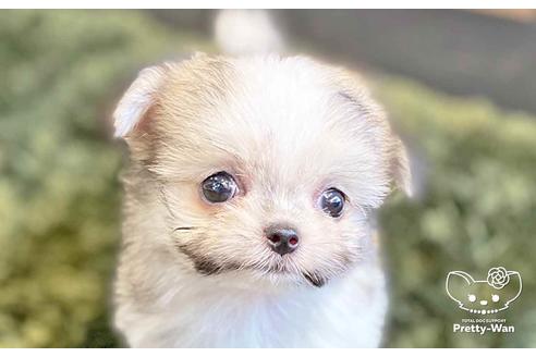 成約済の愛知県のチワマル:チワワ×マルチーズ-137513