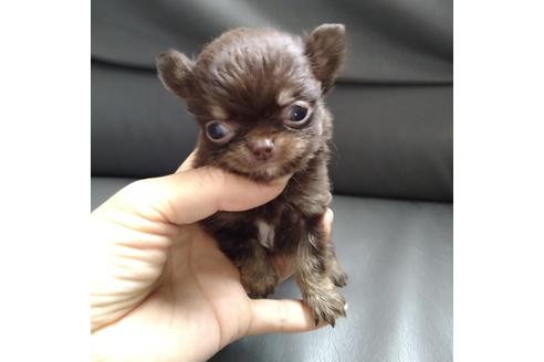 成約済の北海道のチワワ(ロングコート)-137524の5枚目