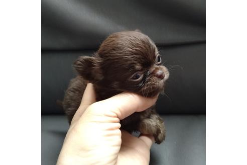 成約済の北海道のチワワ(ロングコート)-137524の4枚目