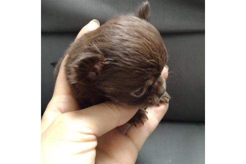 成約済の北海道のチワワ(ロングコート)-137524の3枚目