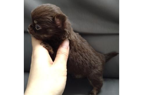 成約済の北海道のチワワ(ロングコート)-137524の2枚目