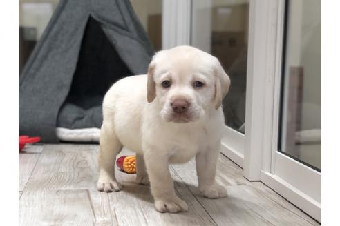 成約済の愛知県のラブラドールレトリーバー-134917