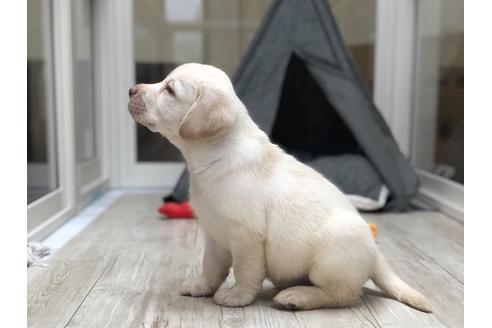 成約済の愛知県のラブラドールレトリーバー-134917の2枚目
