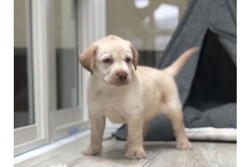成約済の愛知県のラブラドールレトリーバー-134916