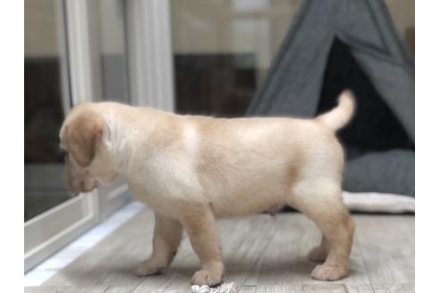 成約済の愛知県のラブラドールレトリーバー-134916の2枚目