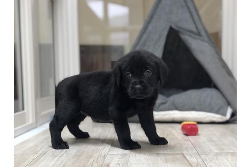 成約済の愛知県のラブラドールレトリーバー-135282の2枚目