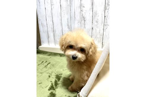 成約済の広島県のトイプードル-127480の2枚目