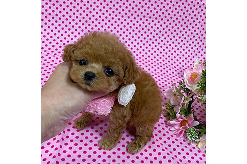 成約済の岡山県のティーカッププードル-136745の3枚目