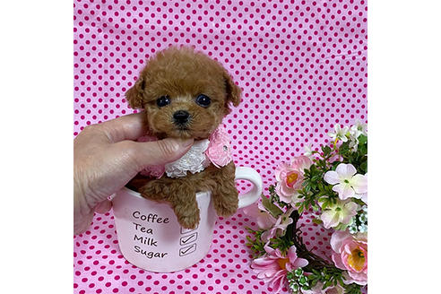 子犬
