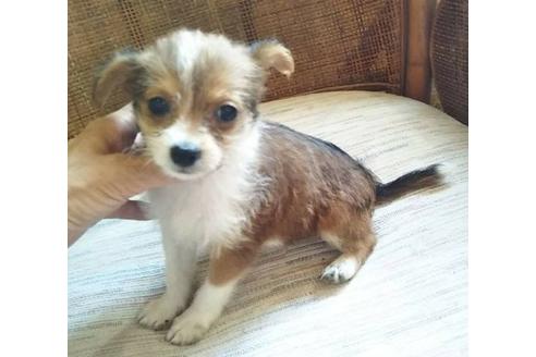 成約済の岐阜県のミックス犬-137564