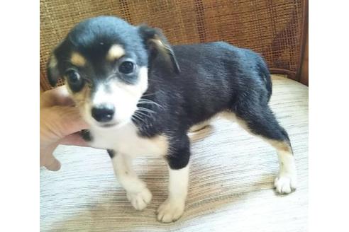 成約済の岐阜県のミックス犬-137565