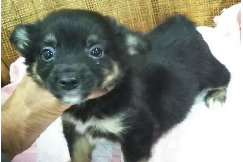 成約済の岐阜県のミックス犬-137569の1枚目