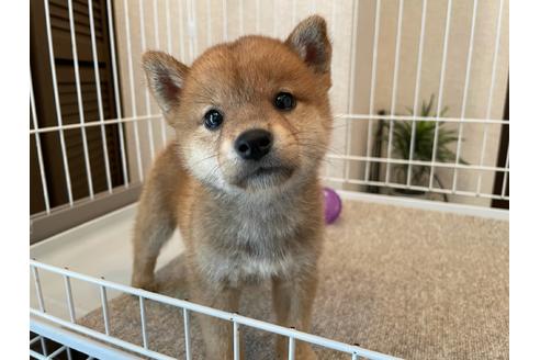 成約済の兵庫県の柴犬-137577