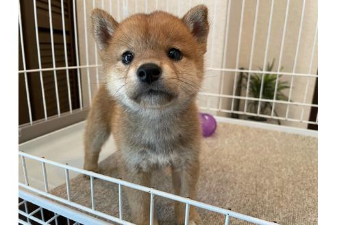 成約済の兵庫県の柴犬-137577の5枚目