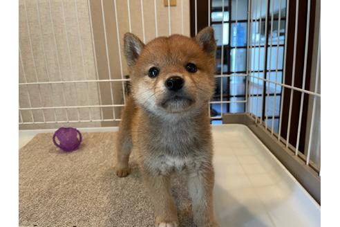 成約済の兵庫県の柴犬-137577の4枚目