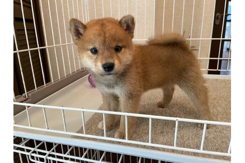 成約済の兵庫県の柴犬-137577の3枚目