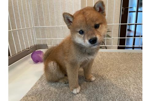 成約済の兵庫県の柴犬-137577の2枚目