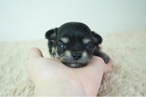 成約済の奈良県のチワワ(ロングコート)-137581の1枚目