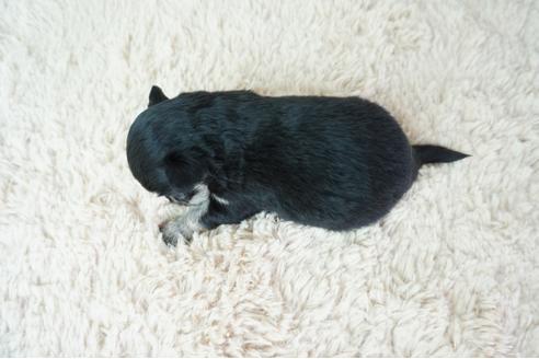 成約済の奈良県のチワワ(ロングコート)-137582の5枚目